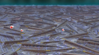 BioFLix: Cohesion-Tension Mechansim