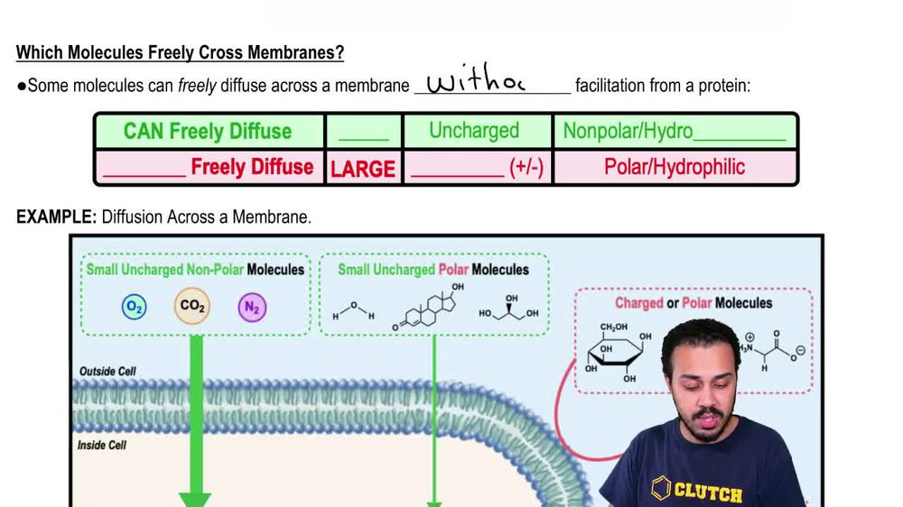 Which Molecules Freely Cross Membranes?