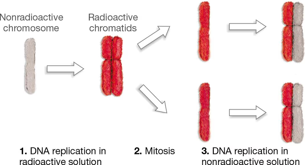 Diagram showing DNA replication stages: nonradioactive chromosome, radioactive chromatids, mitosis, and replication in nonradioactive solution.