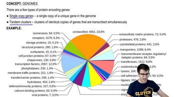 Protein Encoding Genes
