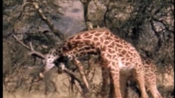 Short Video: Giraffe Courtship Ritual
