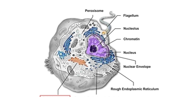 Animation: Review of Animal Cell Structure and Function