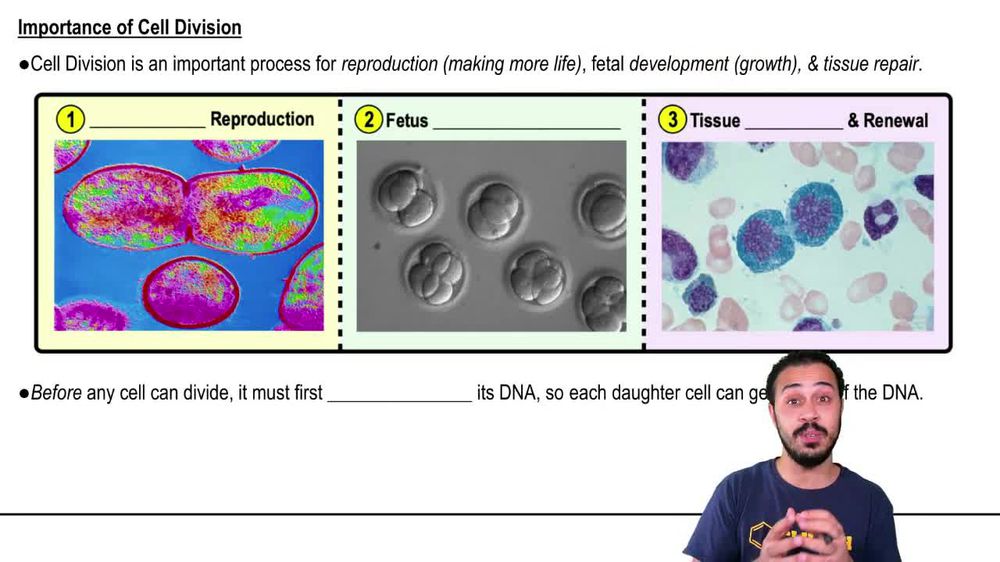 Importance of Cell Division