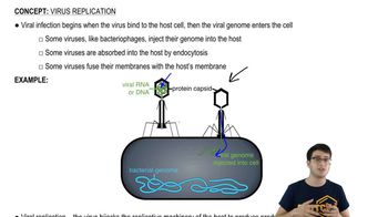 Virus Replication