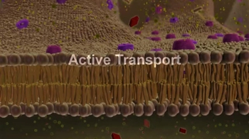 BioFlix: Membrane Transport