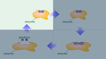 Animation: Enzymes: Steps in a Reaction