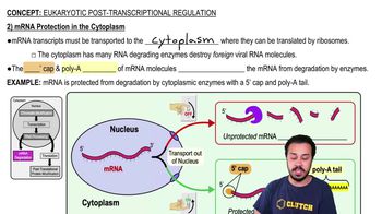 2) mRNA Protection in the Cytoplasm