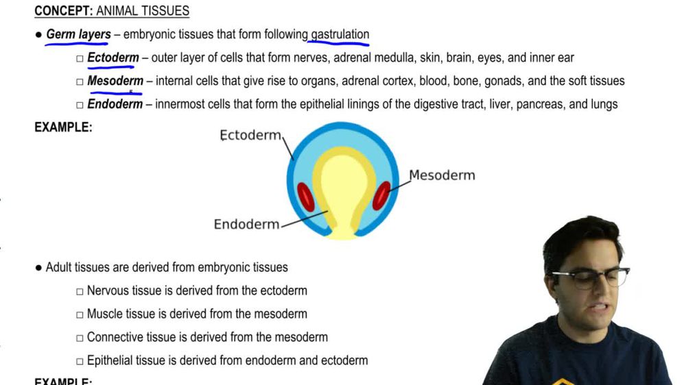Embryonic and Adult Tissues