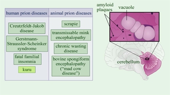 Animation: Prions: Diseases