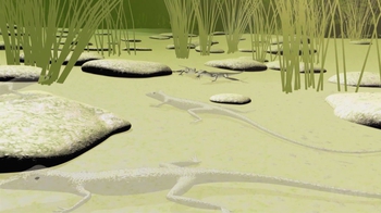 HHMI Biointeractive: Anole Lizards