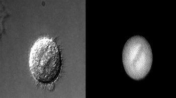Short Video: Cytokinesis and Myosin