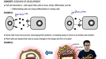 Cellular Interactions and Apoptosis
