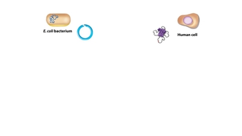 Animation: Creating Recombinant DNA