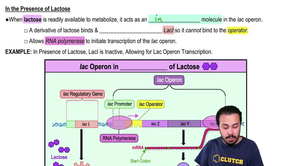 In the Presence of Lactose
