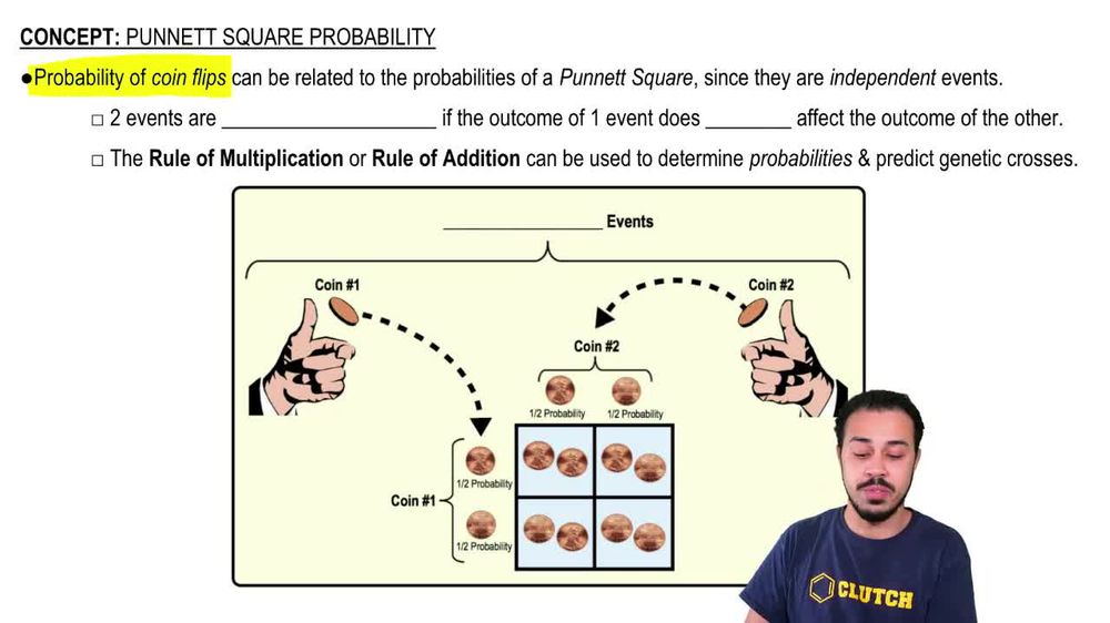 Punnett Square Probability
