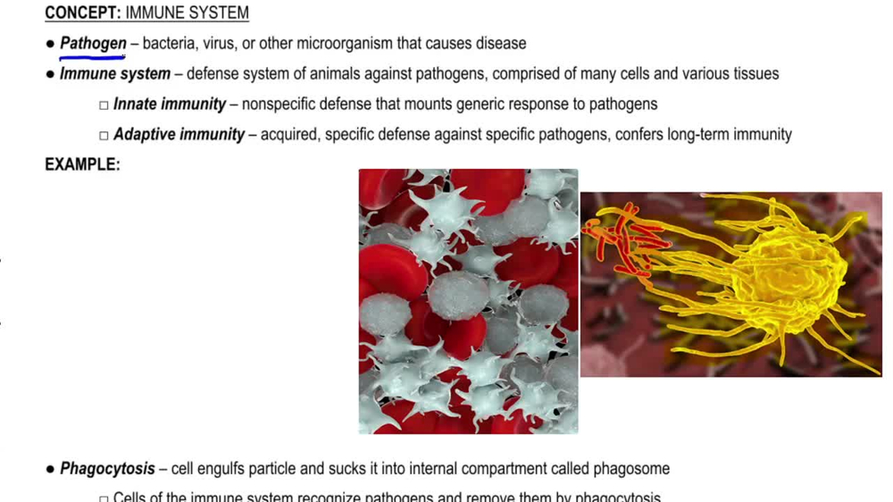 Immune System