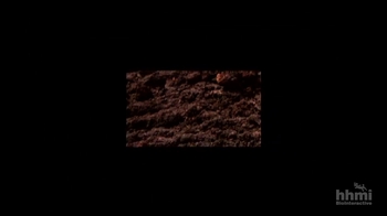 HHMI BioInteractive: Natural Selection & Adaptation