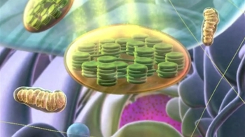 BioFlix:Tour of an Plant Cell