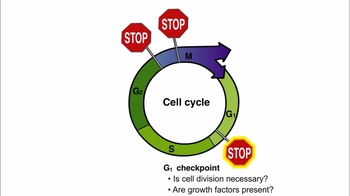 Animation: Control of the Cell Cycle