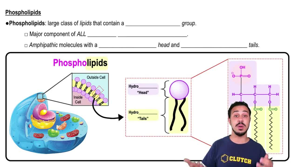 Phospholipids