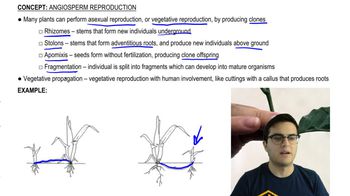 Asexual Reproduction