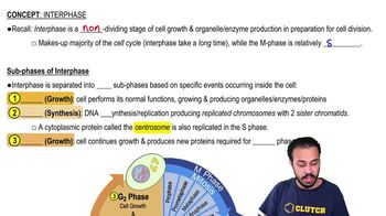 Interphase