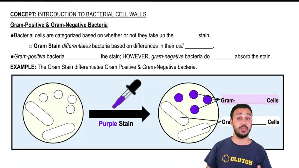 Gram-Positive & Gram-Negative Bacteria