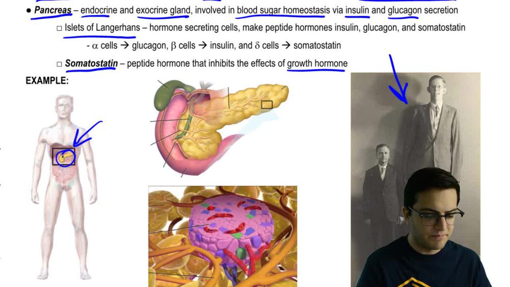 Growth Hormone and Pancreas