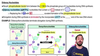 Dideoxy Nucleotides
