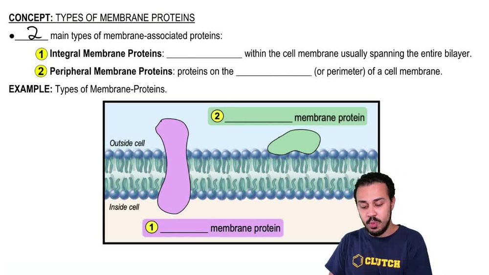 Types of Membrane Proteins
