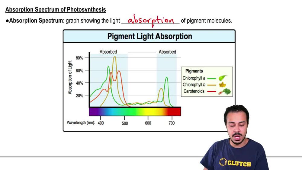 Absorption Spectrum of Photosynthesis