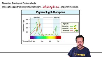 Absorption Spectrum of Photosynthesis