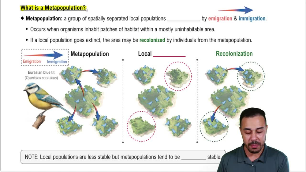 What is a Metapopulation?