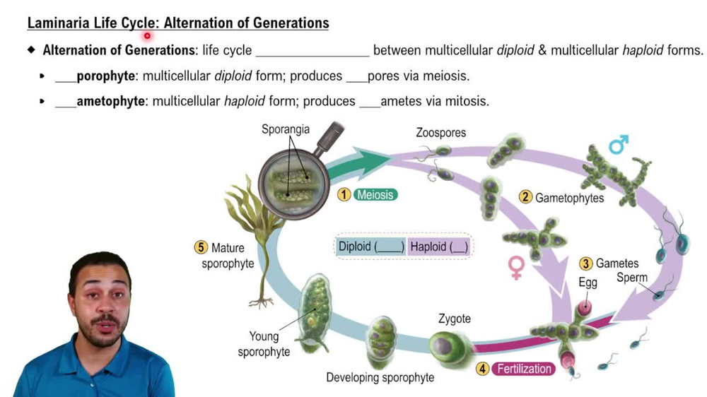 Laminaria Life Cycle: Alternation of Generations