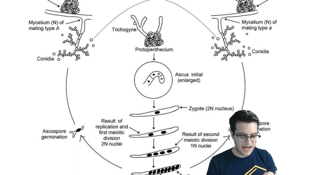 Fungi Reproduction - 3