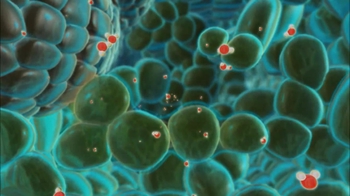 BioFlix: Water Transport from Roots to Leaves