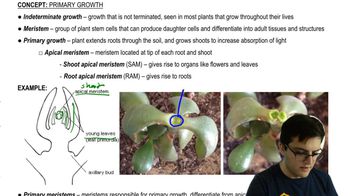 Primary Meristems