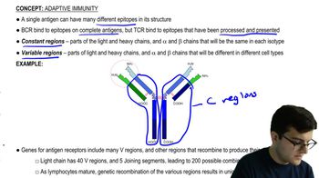 Constant and Variable Regions