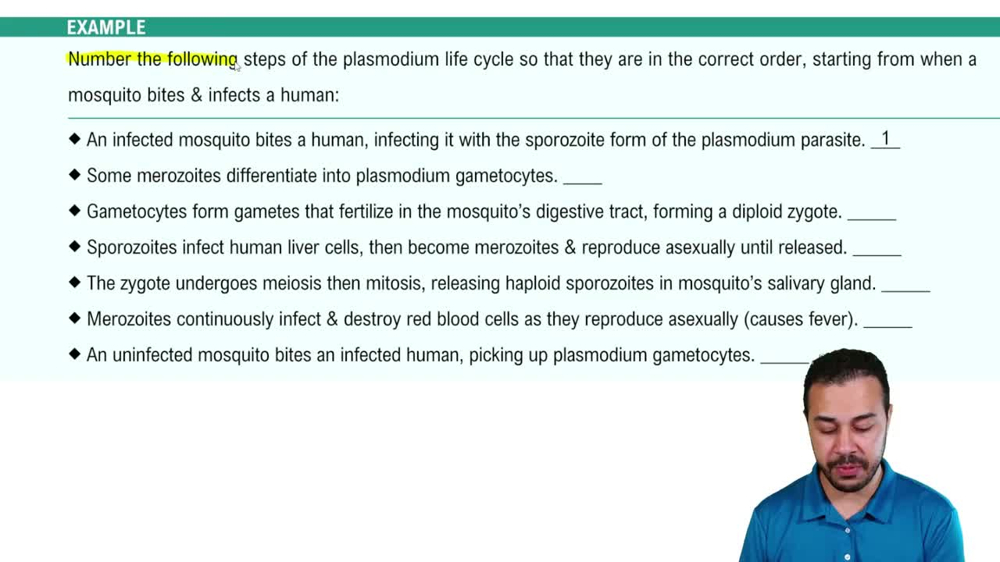 Protist Life Cycles Example 1