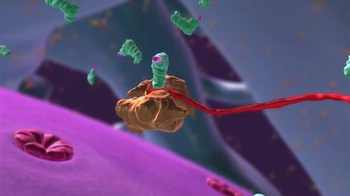 BioFlix: Protein Synthesis