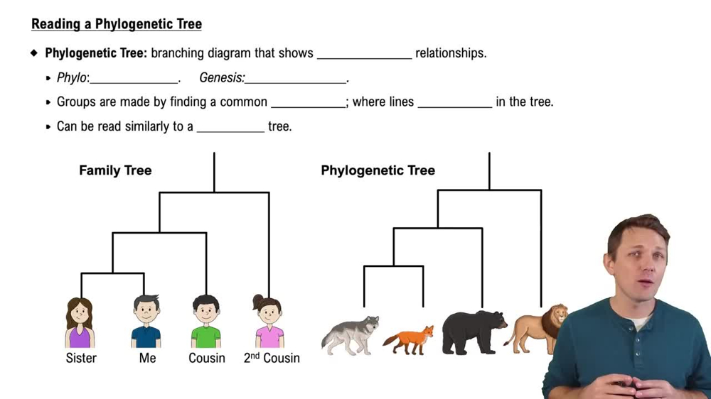 Reading a Phylogenetic Tree