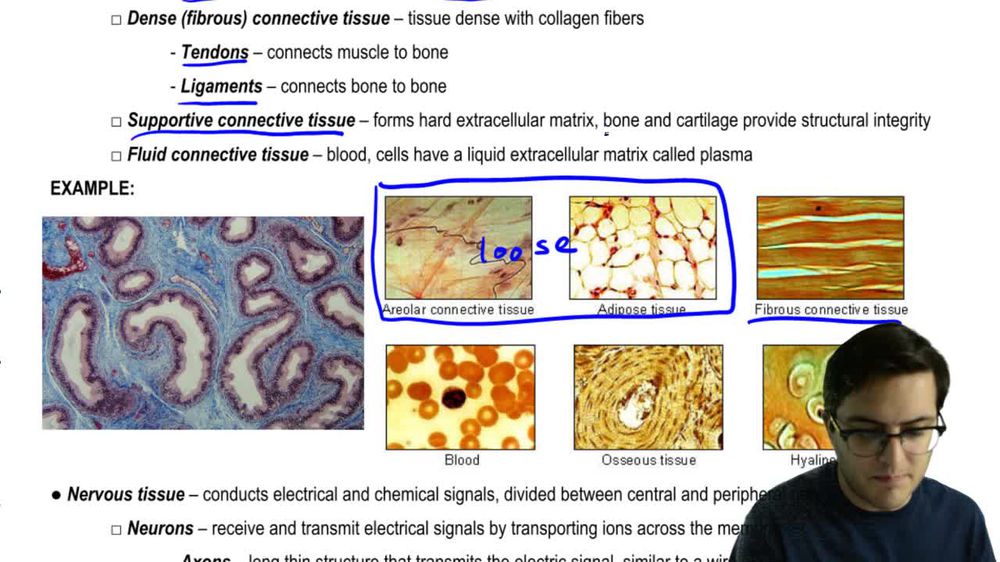 Connective and Nervous Tissues