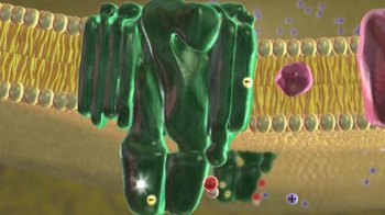 BioFlix: The Light Reactions