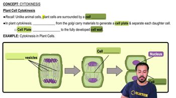 Plant Cell Cytokinesis