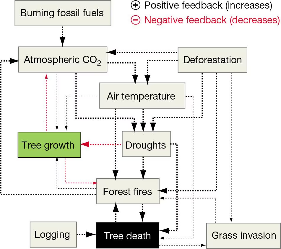 Flowchart showing interactions between deforestation, CO2, droughts, fires, and tree death leading to grass invasion.