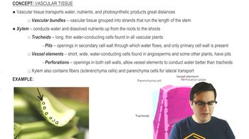Vascular Tissue