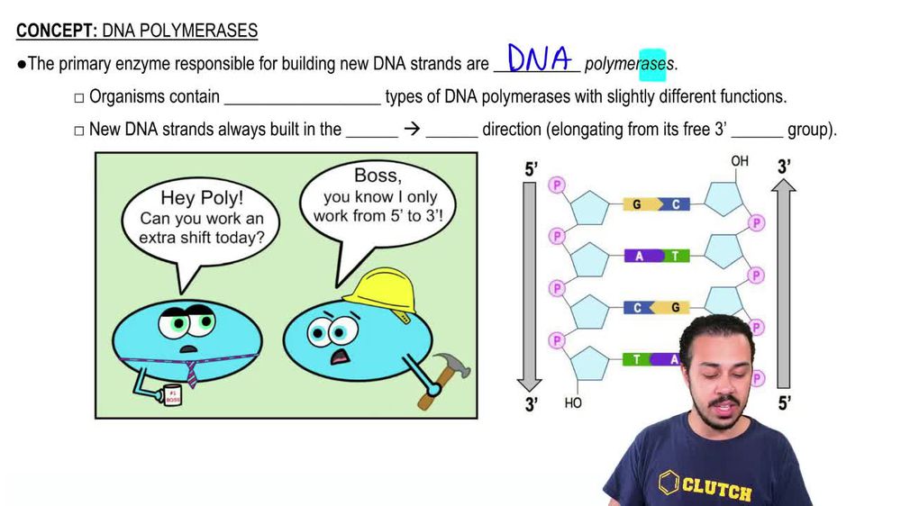 DNA Polymerases