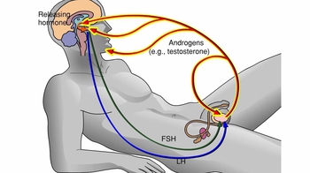Animation: Hormonal Control of the Testes