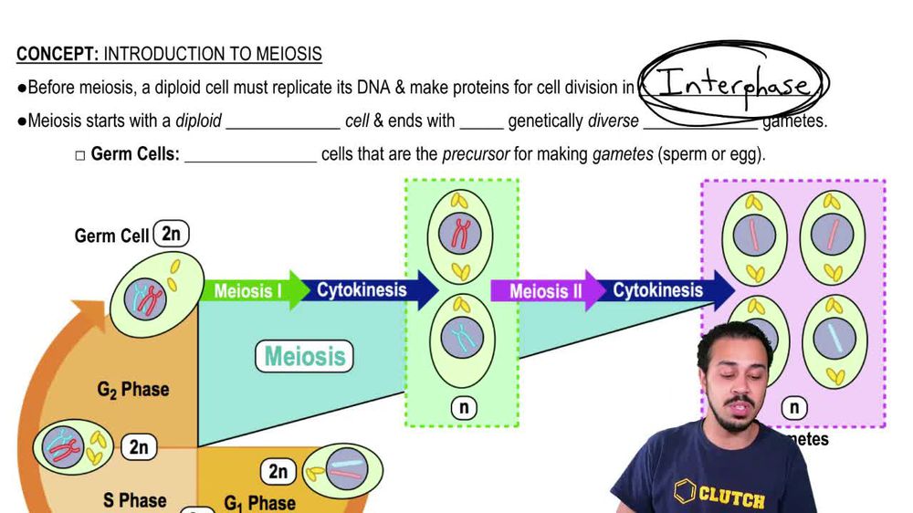 Introduction to Meiosis