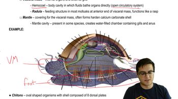 Mollusks